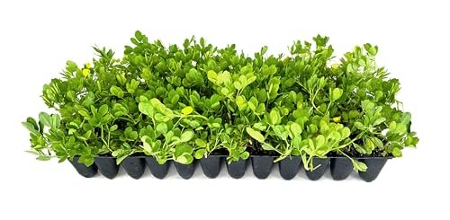 Ornamental Peanut Grass | 30 Live Plants | Arachis...