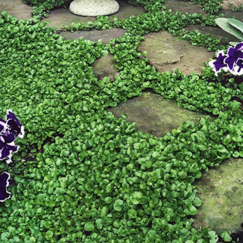 Outsidepride Perennial Dichondra Repens Seeds - 2 lbs Dense...